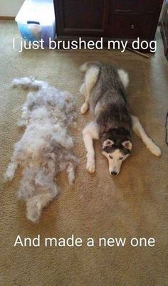 a dog laying on the floor next to a pile of wool with caption below