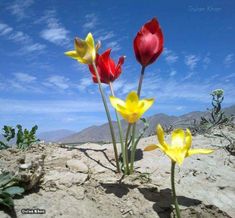 three red and yellow flowers are in the sand with mountains in the backgroud