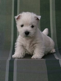 a small white dog sitting on top of a couch