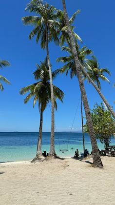 palm trees line the beach as people sit in hammocks