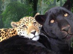 two large black and one brown leopard in front of some green plants with trees behind them