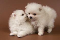 two small white puppies sitting next to each other on top of a brown surface