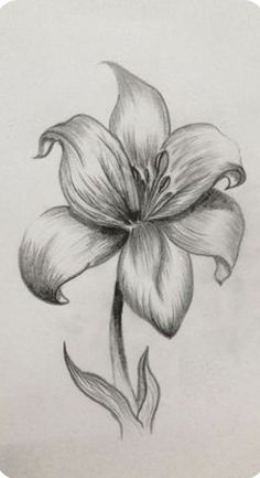 a pencil drawing of a flower on paper