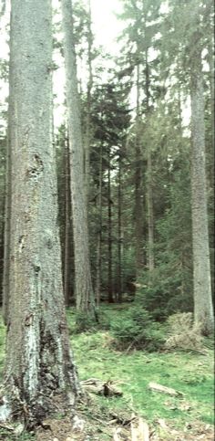 Pretty picture of trees. Averie Core, Aubrie Core, Aubree Core, Aubrey Aesthetic, Avery Core, Bestest Friend, Looking Up