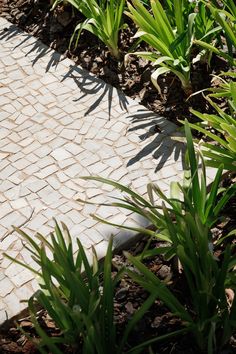 some green plants and white bricks in the ground