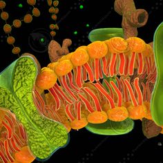 an image of the inside of a plant with oranges and green leaves on it