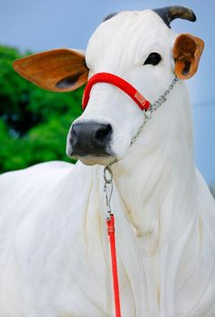 a close up of a cow wearing a red halter on a leash with trees in the background