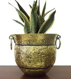 a potted plant sitting on top of a wooden table