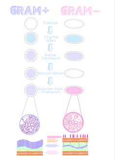 the diagram shows different types of grans and grains