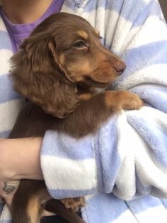 a person holding a puppy wrapped in a towel