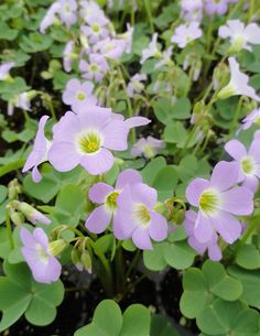 purple flowers are blooming among green leaves