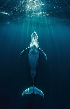 a humpback whale swims under the water's surface, with its mouth open