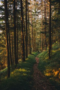 a path in the middle of a forest with trees on both sides and sunlight shining through