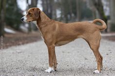 a brown and white dog standing on top of a gravel road next to some trees