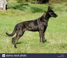 a black dog standing on top of a lush green field