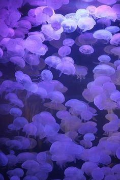 many jellyfish are swimming in the water