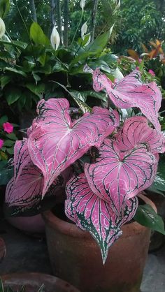 pink and white flowers are growing in pots on the ground next to other potted plants