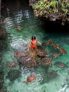 a woman in a red bathing suit standing on top of turtles swimming in the water