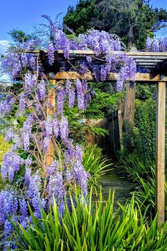 purple flowers growing on the side of a wooden pergolated arbor in a garden