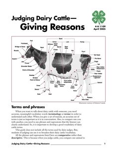 When you want to talk about dairy cattle with someone, you need accurate, meaningful vocabulary words (terminology or terms) in order to understand each other. When you give a set of reasons, an accurate set of terms is just as important as it is in conversation. Also, to compare one cow with another, you need to use phrases and expressions that the listener can clearly understand. So, it is important to develop a good vocabulary of dairy cattle terms. This guide does not include all the term... Cattle Judging, Dairy Art, Cattle Showing, Vet Science, Ffa Ideas, Livestock Judging, Ag Education, Pig Showing, Show Cows