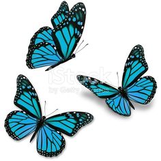 three blue butterflies flying in the air with their wings spread out and facing different directions