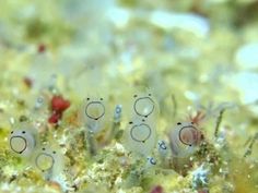 two small sea animals sitting on top of the ocean floor next to rocks and algae