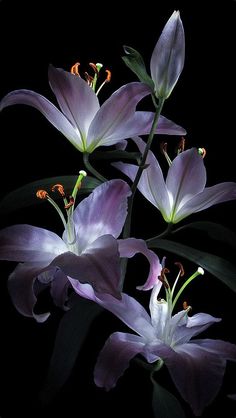 Flowers With Dark Background, Flower Wallpaper Black Backgrounds, Dark Aestethic Wallpaper, Purple Nature Aesthetic, Wallpaper Flowers Iphone, Purple Floral Aesthetic, Wallpaper For Ipad Aesthetic, Dark Ipad Wallpaper