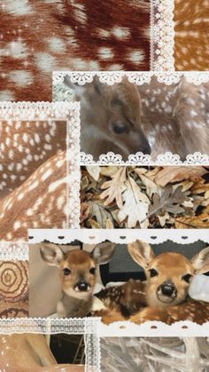 several different pictures of deer and their babies