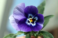 a close up of a purple flower with green leaves