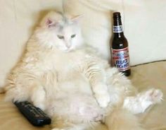 a white cat sitting on top of a couch next to a bottle