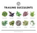 the complete guide to growing succulents