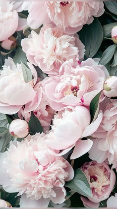 pink peonies with green leaves and buds