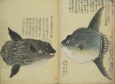 an open book with two fish on it