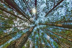 looking up at the tops of tall trees