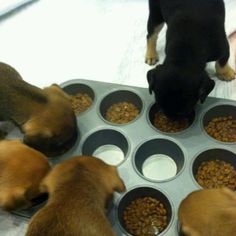 three puppies are eating out of their food bowls on the floor next to each other