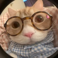 Cat Pfps, Cutest Cats Ever, Funny Looking Cats, Cat Profile, Cat Glasses, Cats Photos