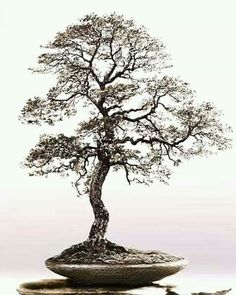 a bonsai tree sitting on top of a rock in front of a white background