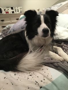 a black and white dog laying on top of a bed