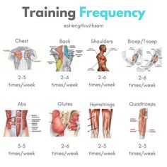 the muscles and their functions are shown in this poster, which shows how they work