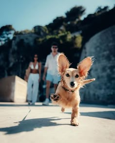 a small dog is running down the sidewalk with people behind him and in the background