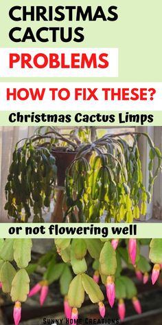 Christmas Cactus Problems Christmas Cactus Problems, Zygo Cactus, Deer Resistant Garden, Cactus Leaves, Cactus House Plants