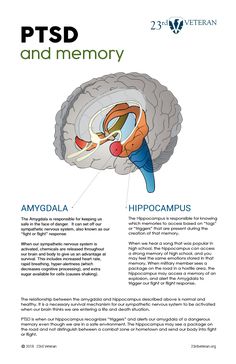 an image of the human brain and its functions