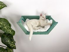 a white cat laying in a green basket on the wall next to a potted plant