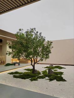 a small tree sitting in the middle of a courtyard with rocks and grass on the ground