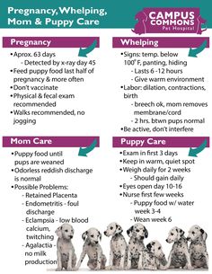 a poster describing the benefits of puppies for their health and safety needs, with instructions on how to use them