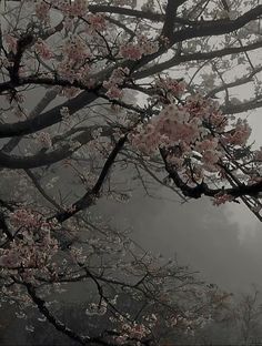 pink flowers are blooming on the branches of trees in the foggy weather,