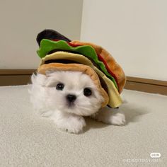 a small white dog wearing a hamburger hat