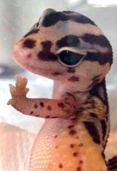 a small gecko sitting on top of a bed