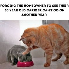 two cats are playing with each other on the floor and one cat is eating out of a red bowl