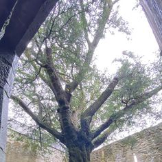 Paul O’Neil on Instagram: "📍 Muckross Abbey, Killarney National Park

#irishruins #oldthings #ireland🍀 #mustseeireland #visitkerry #ruins #treesofinstagram" Muckross Abbey, Killarney National Park, Travel Recommendations, Killarney, Instagram Travel, Travel Instagram, Travel Itinerary, Travel Photos, National Park